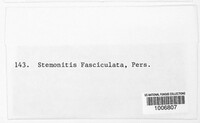 Stemonitis fasciculata image